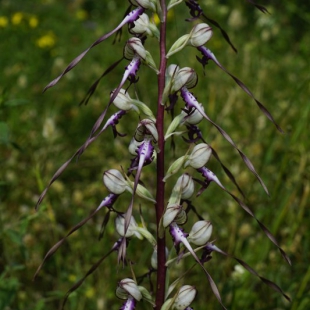 Himantoglossum caprinum